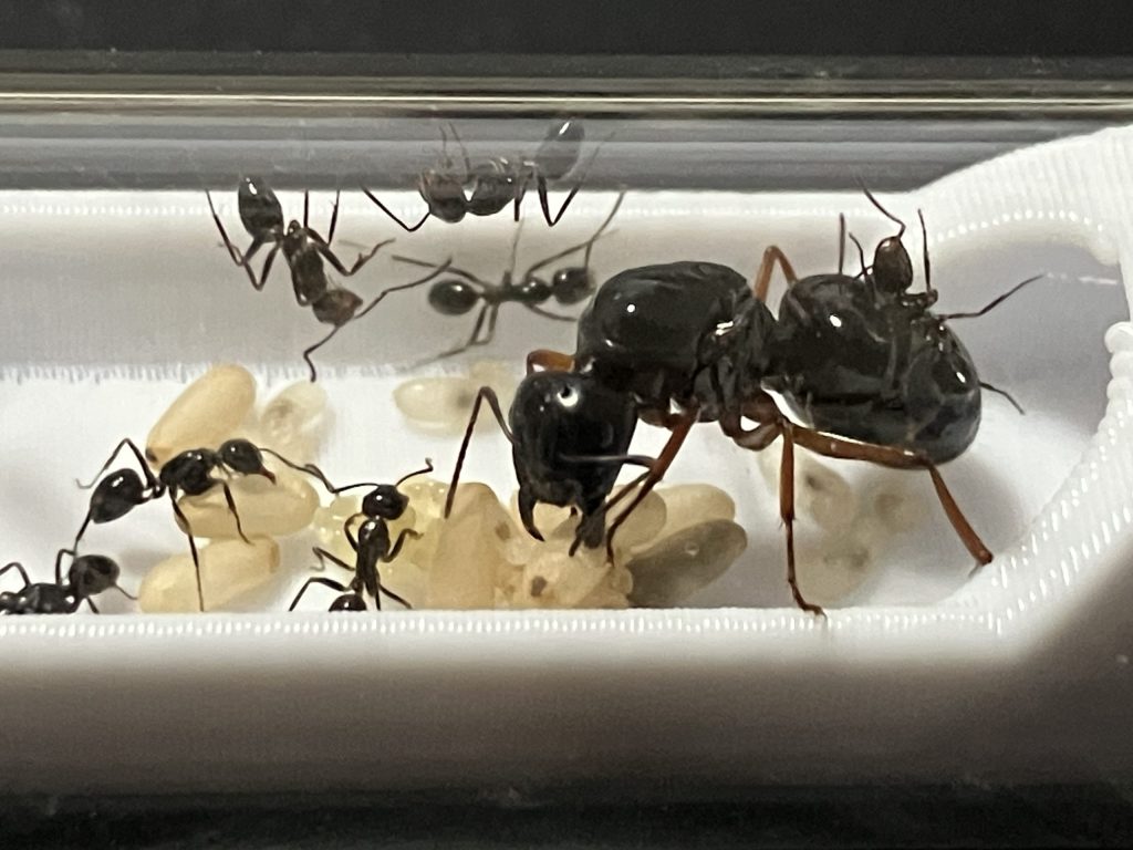 ミヤコオオアリの写真1