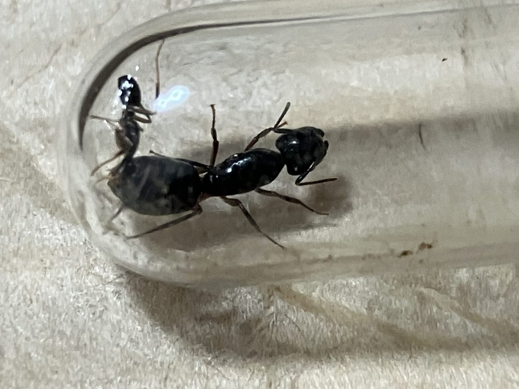 ケブカツヤオオアリの写真1